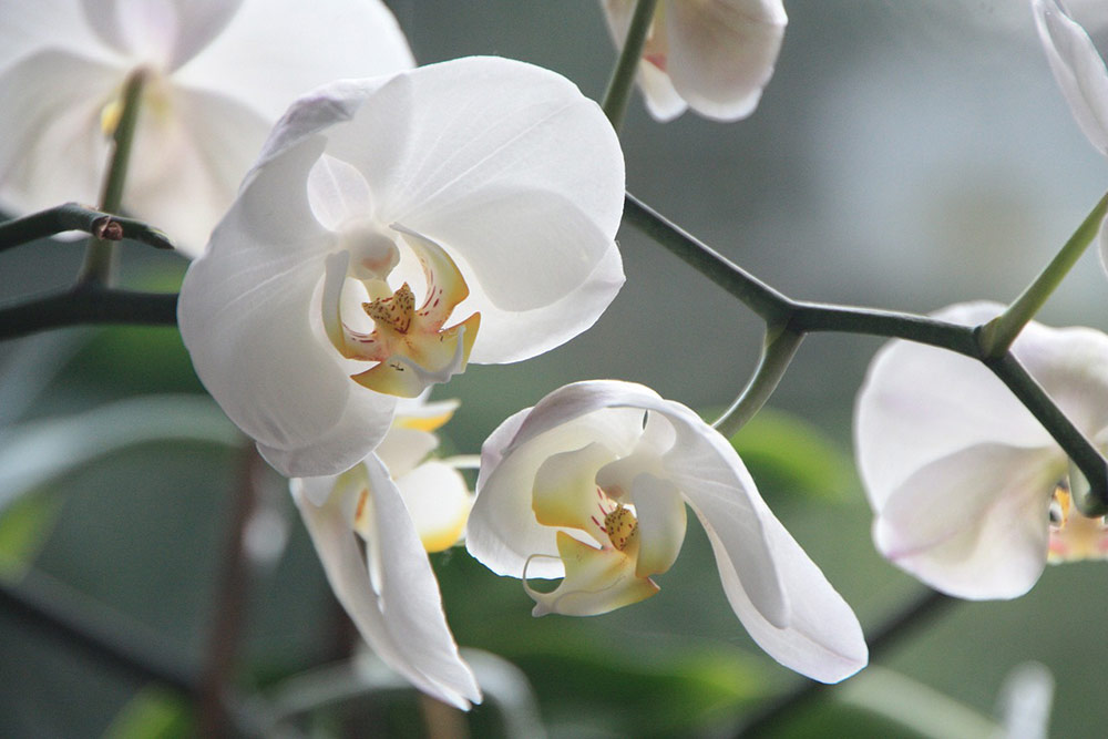 L'Orchidée Blanche