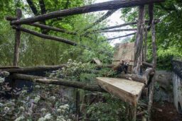 Panda Roux - « J’ai droit à un vaste enclos sur plusieurs étages… »