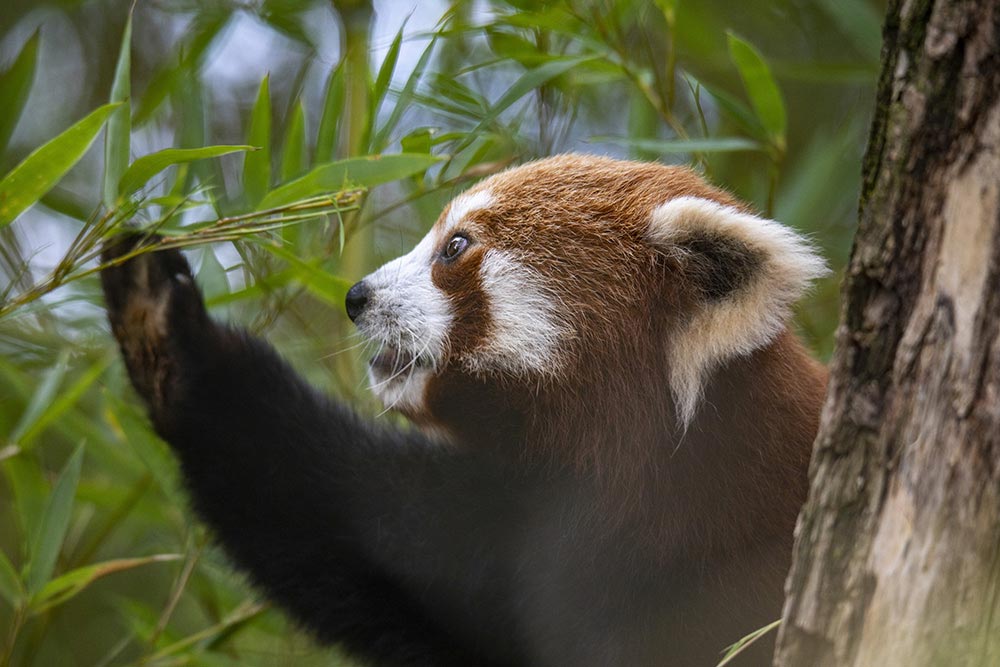 Panda Roux « J’ai des bambous à portée de patte. »