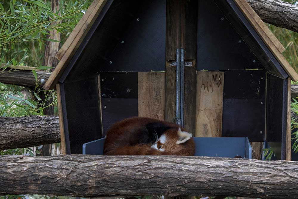 Panda Roux - « Bon, là je fatigue… je vais me reposer. »