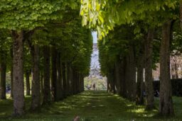 Parc de Sceaux - Les arbres, parfaitement taillés incitent à la promenade.