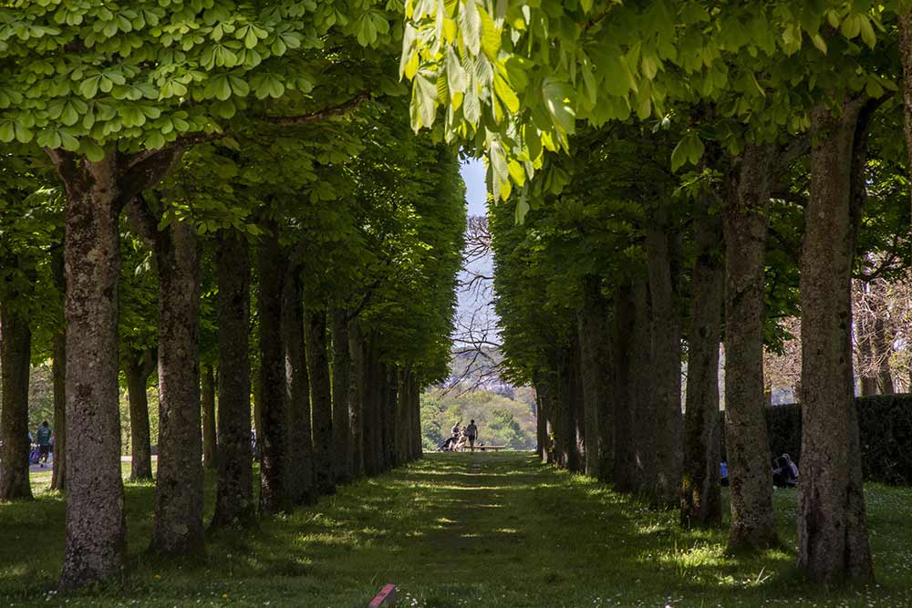 Parc de Sceaux - Les arbres, parfaitement taillés incitent à la promenade.