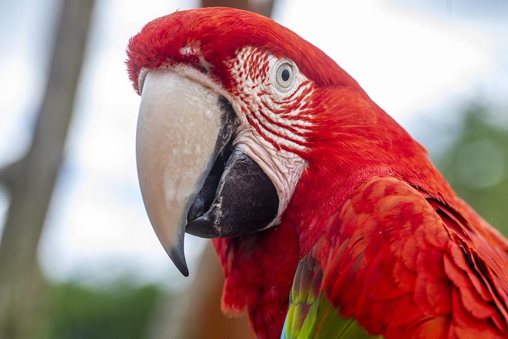 Un plumage rouge superbe pour ce perroquet.