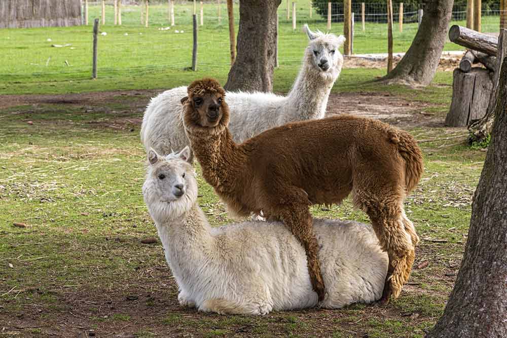 Nature - Trois Lamas ravis d'être admiré.