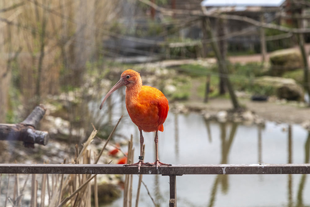 Un bel oiseau de couleur orange.