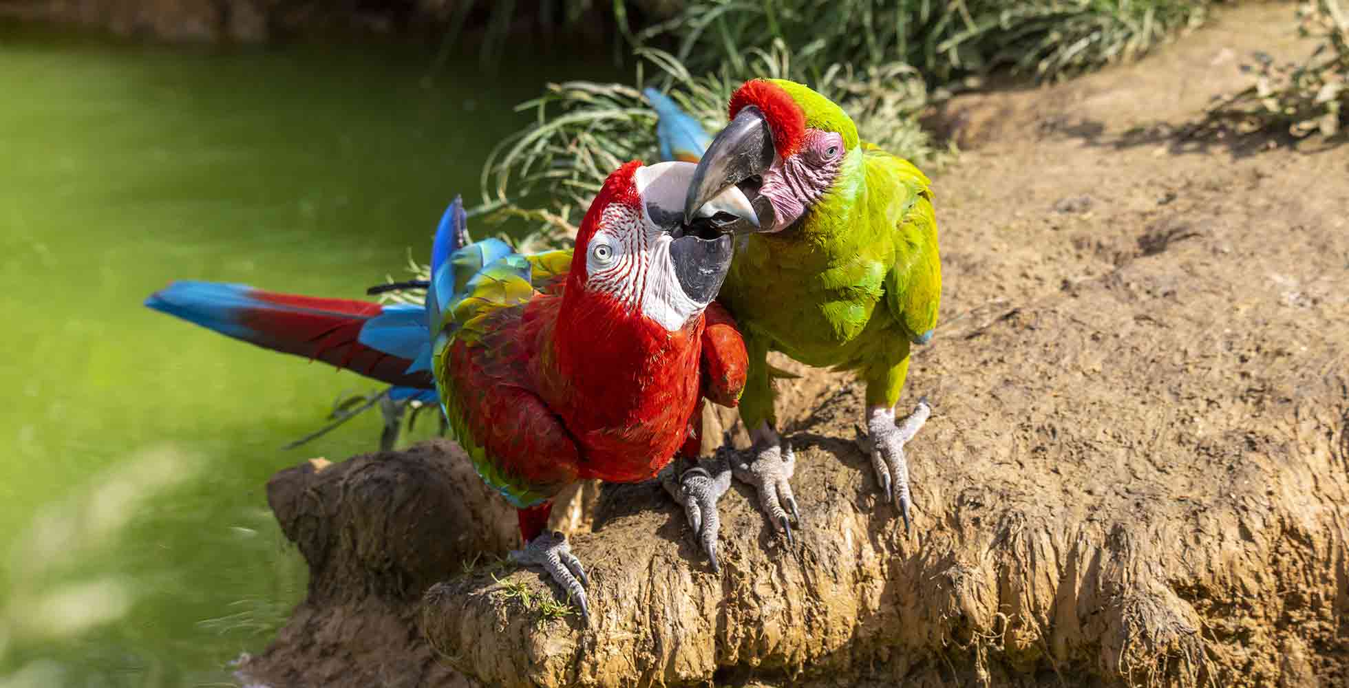 Nature et animaux au Parc Animalier Parrot World