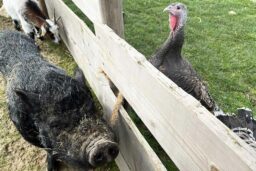 Cochon et Dindon font bon ménage.