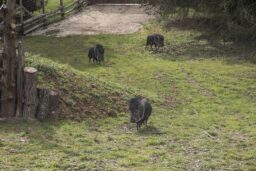 Les trois Pécaris de Chaco arrivent en courant.