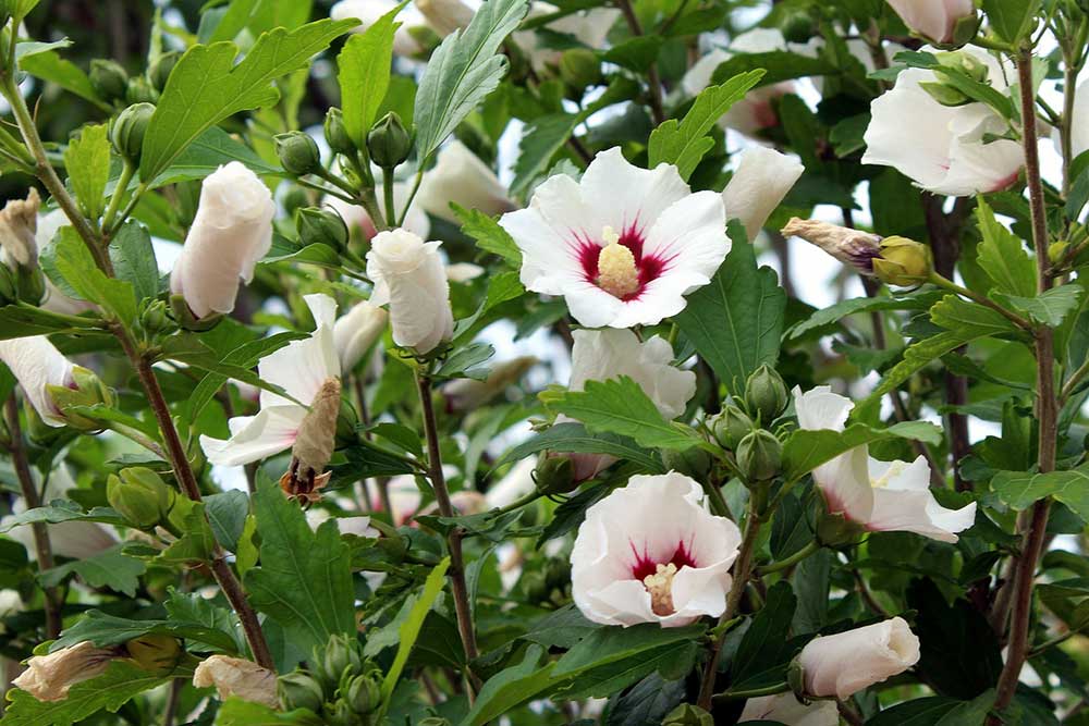 L’Hibiscus Blanc 
