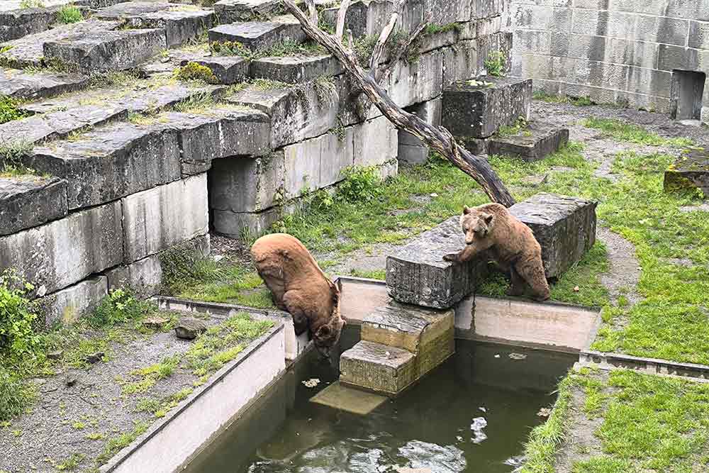 Des centaines de touristes viennent admirer chaque jour les trois ours.