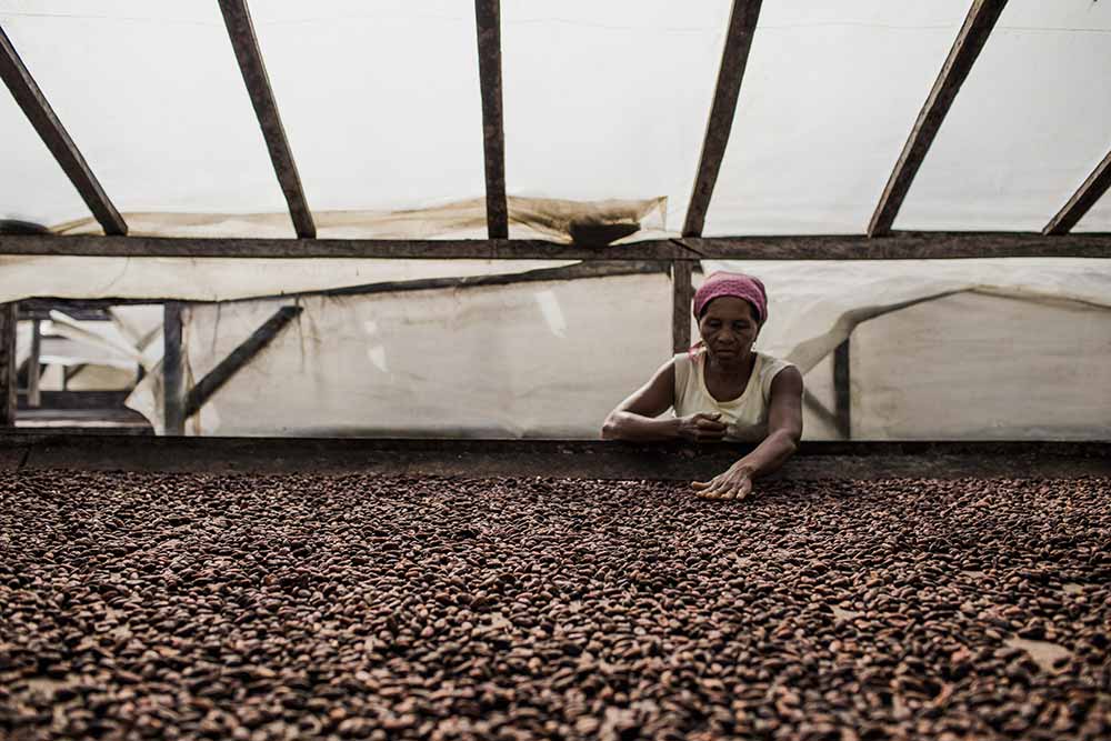 Une vérification minutieuse des fèves de cacao.