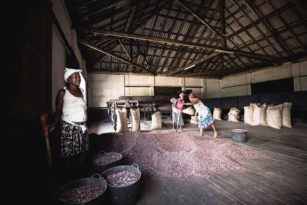 Diogo Vaz - Le séchage des fèves de cacao.