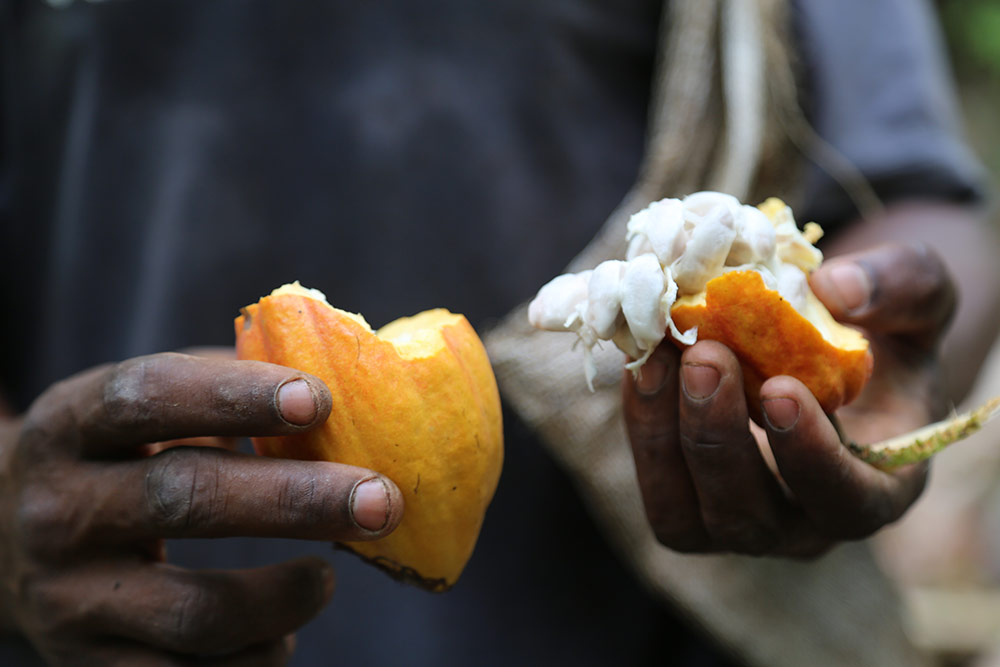 Une fois la cabosse ouverte, on découvre les fèves de cacao.