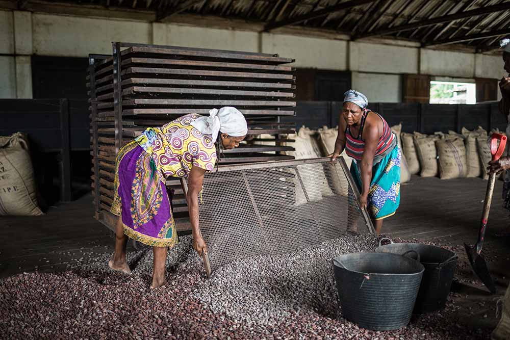 Les femmes sont les spécialistes du travail des fèves de cacao.