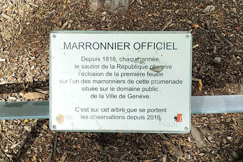 La plaque du « marronnier officiel » qui, chaque année, annonce l’arrivée du Printemps.