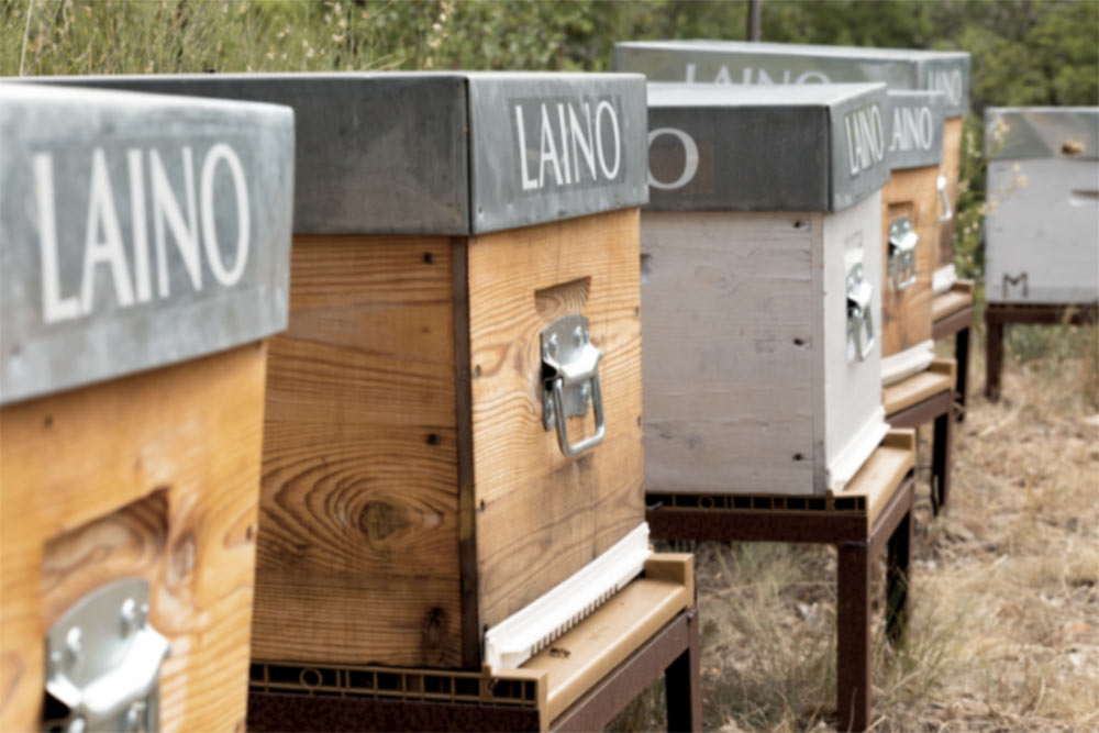 Les ruches parrainées par Laino.