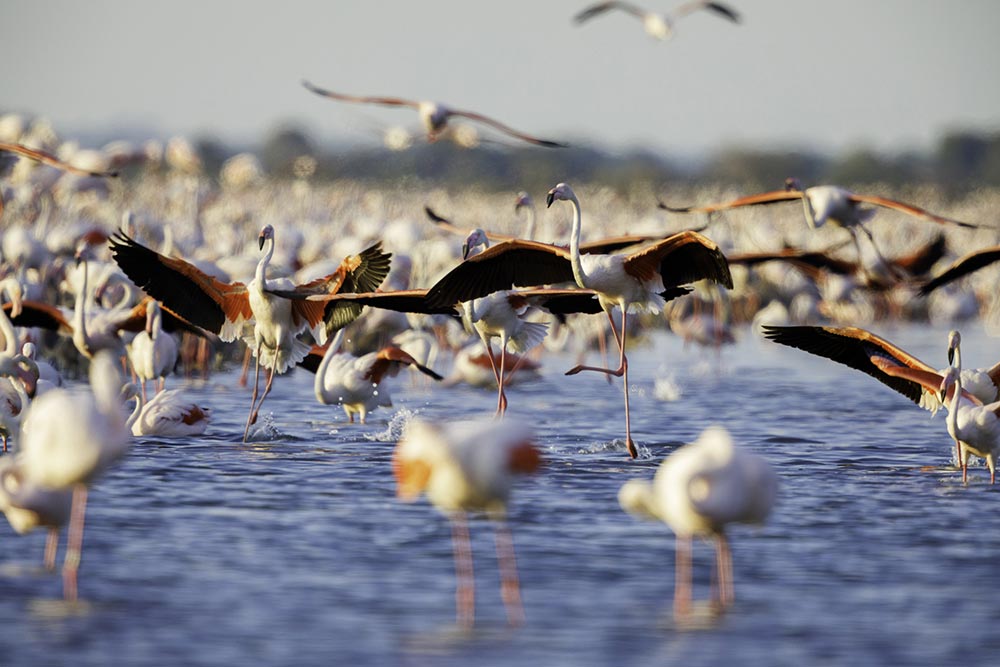 Des Flamants Roses dans les salines.