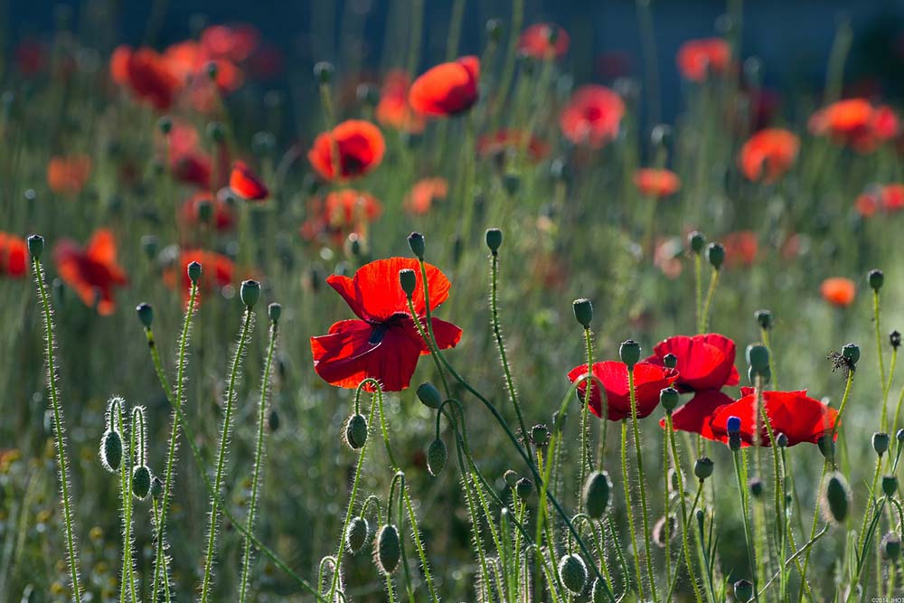 Le Combat du Coquelicot - un ligne poignant écrit par un écorché vif.