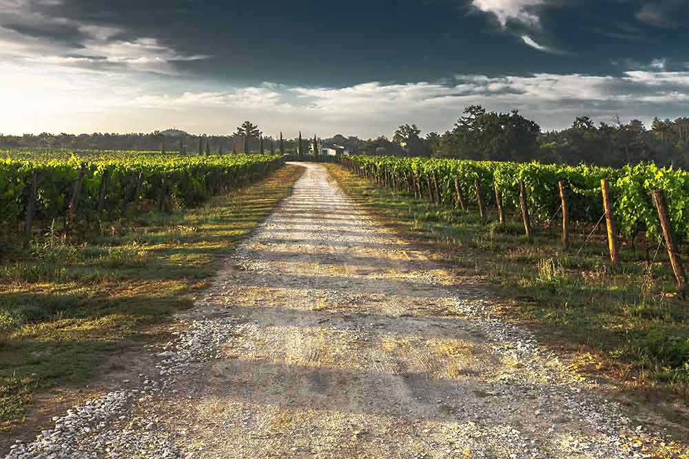 Des vignes à perte de vue.