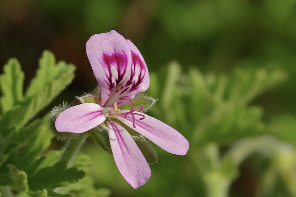 Le Géranium - Rozat est le complice de la Rose.