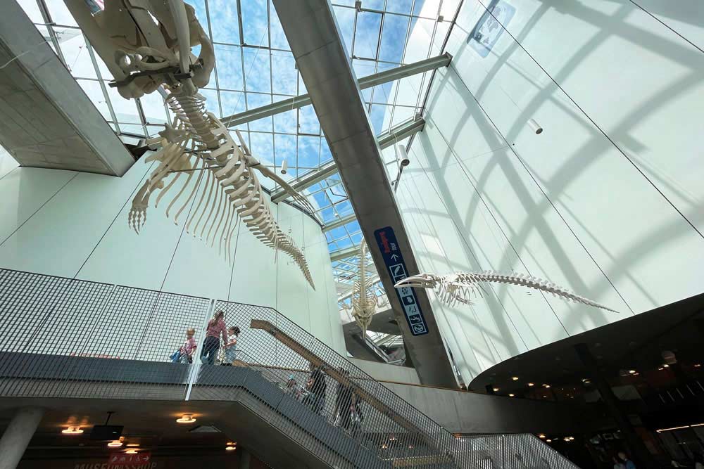 Hall d’entrée de l’Ozeaneum avec des squelettes de gros poissons en suspension (Stralsund)