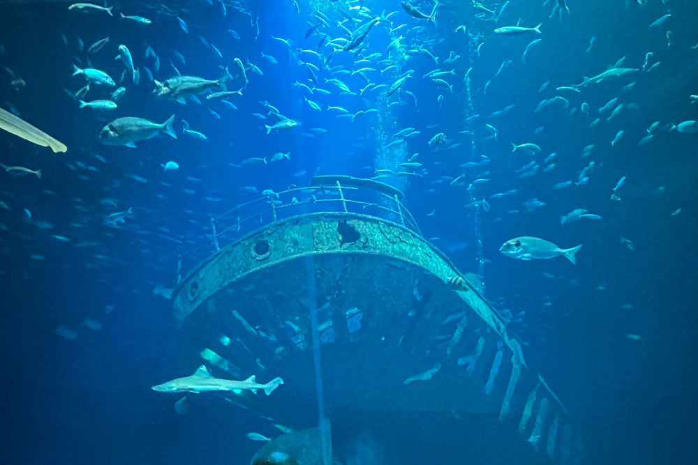 Aquarium avec un petit requin, Ozéaneum (Stralsund)