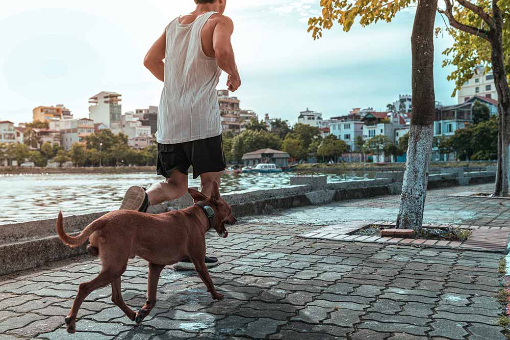 Faire du jogging avec son chien est devenu un réel plaisir.