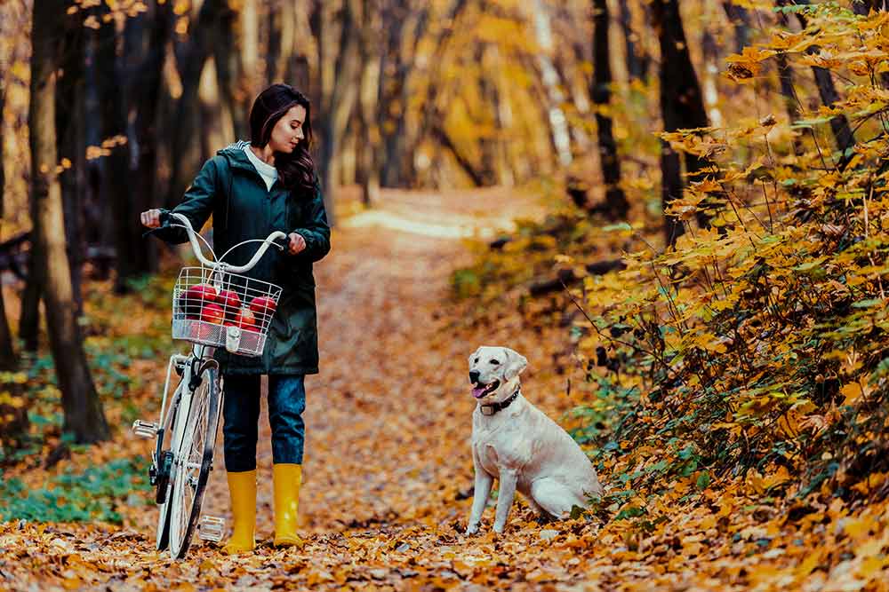 Kippy - Kippy : des appareils pour localiser son animal en temps réel et surveiller l’activité de leur chien.grâce à un système GPS connecté à une application.