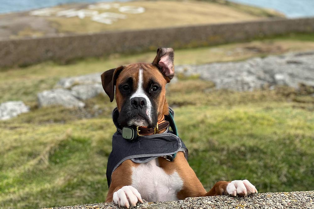 Kippy - des appareils pour localiser son animal en temps réel et surveiller l’activité de leur chien.grâce à un système GPS connecté à une application.