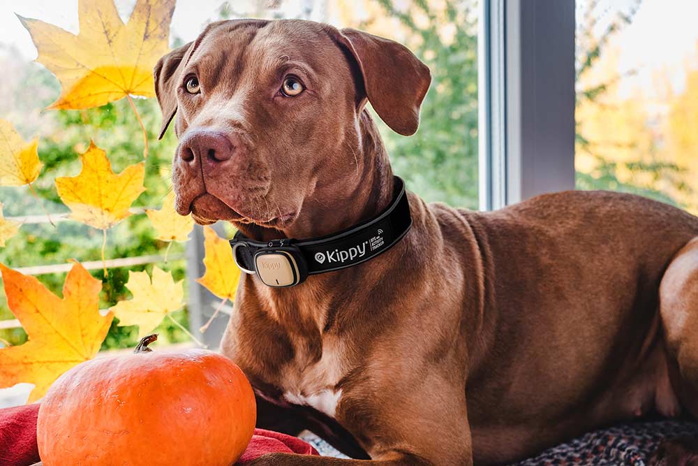 Kippy - des appareils pour localiser son animal en temps réel et surveiller l’activité de leur chien.grâce à un système GPS connecté à une application.