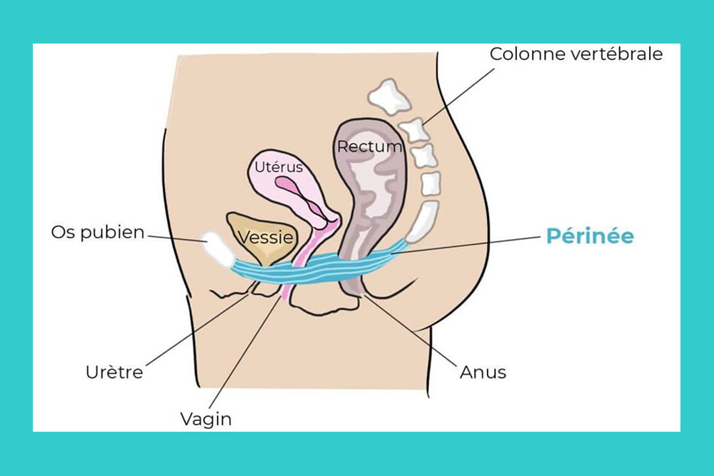 Périnée - un schéma explicite.