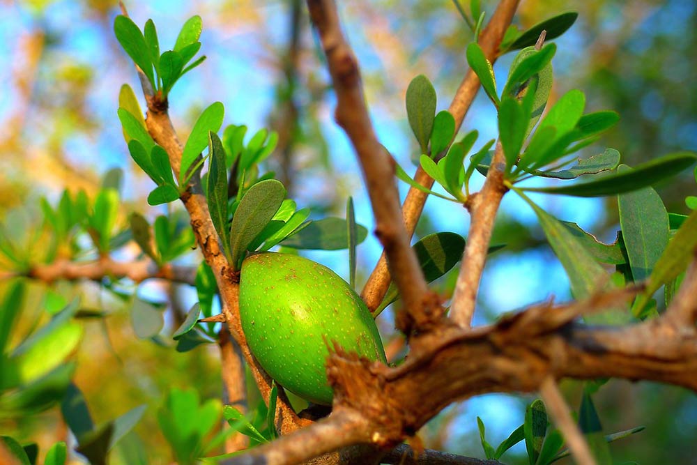 Soins - l’huile d’argan bio lutte contre les signes du vieillissement et du relâchement prématurés de la peau.