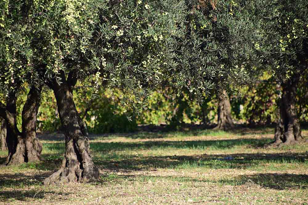 Soins- les olives sont de précieuses alliés.