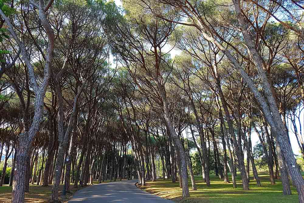 Pycnogenol - Ecorces de Pin Maritimes des Landes de Gascogne.