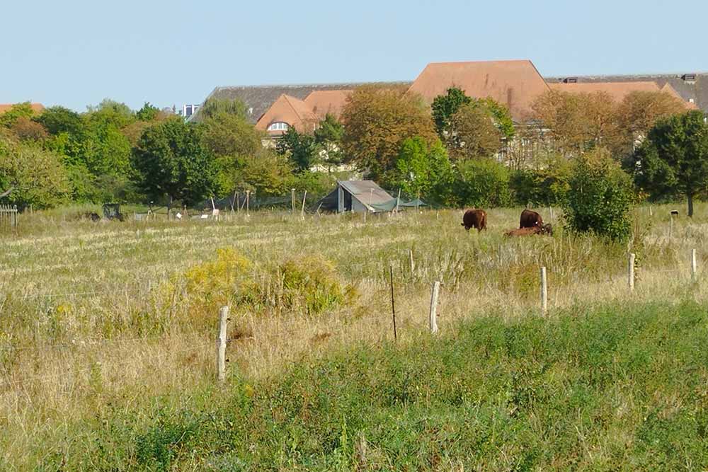 Berlin - Les champs de la ferme sont occupés par des cultures ou des animaux.