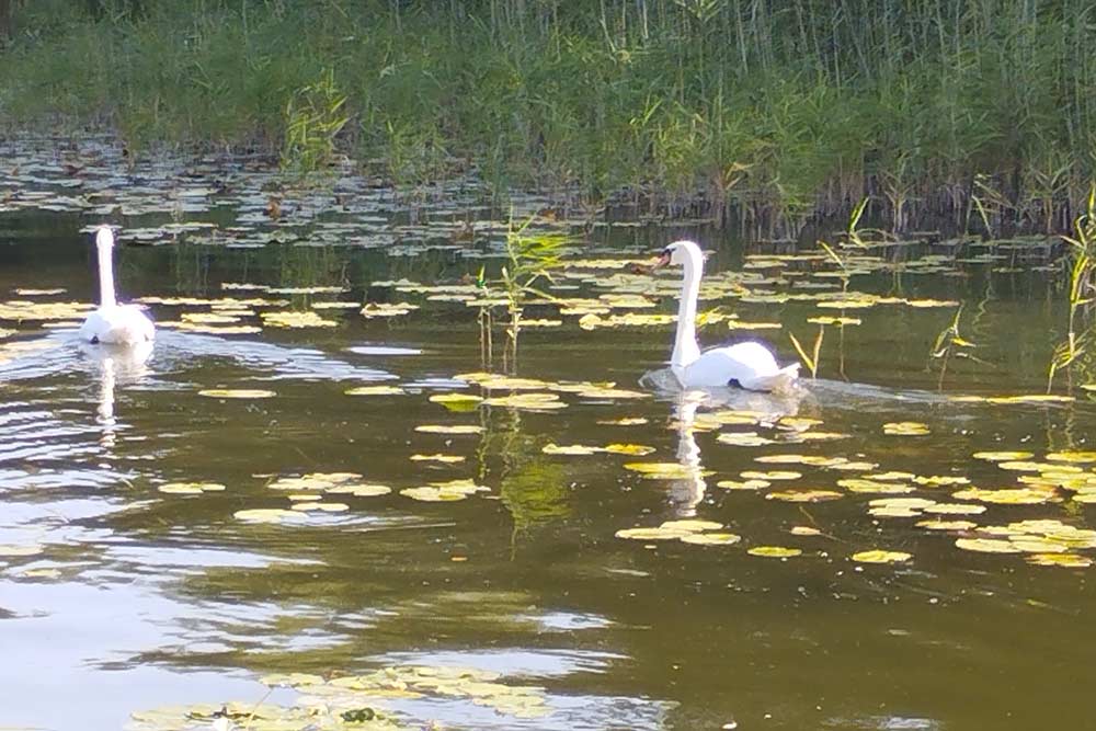 Berlin - Les lacs de Lychen, à seulement une centaine de kilomètres de Berlin, sont un paradis pour la faune sauvage.