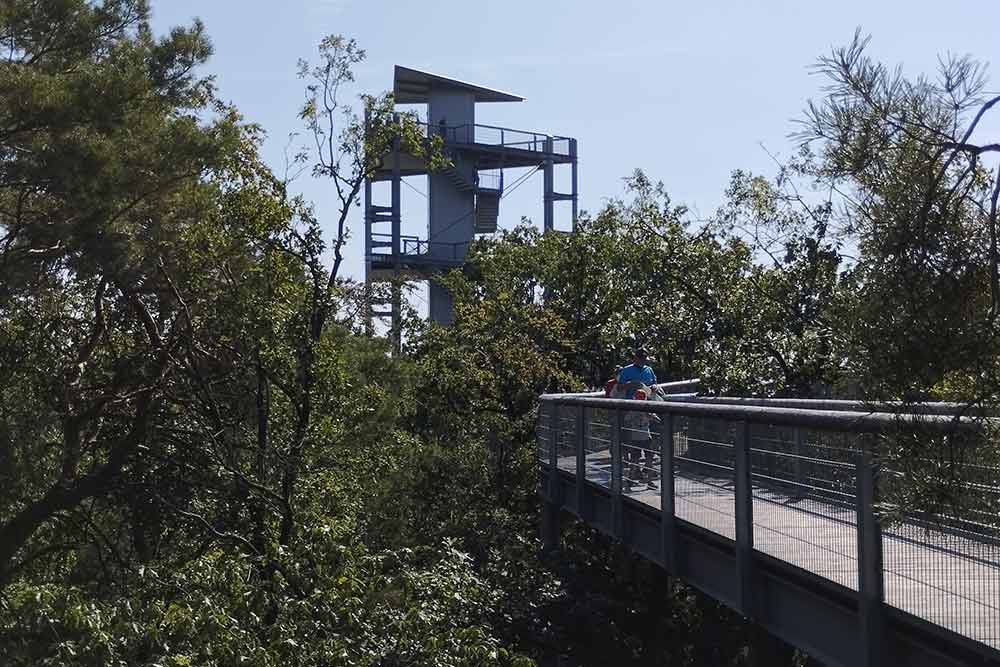 Une passerelle dans les arbres permet de découvrir l’immensité du complexe du sanatorium