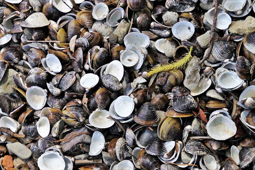 Pointe de Penmarc’h - Les coquillages pour la soupe.