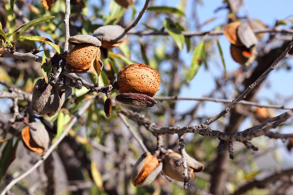 Les amandes prêtent à être cueillies. 