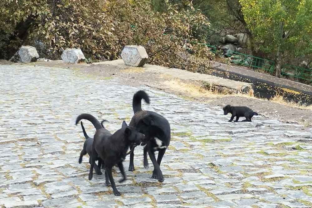 Arménie - Les chiens errants d’Erevan prennent leurs aises dans les rues et les parcs de la ville. 