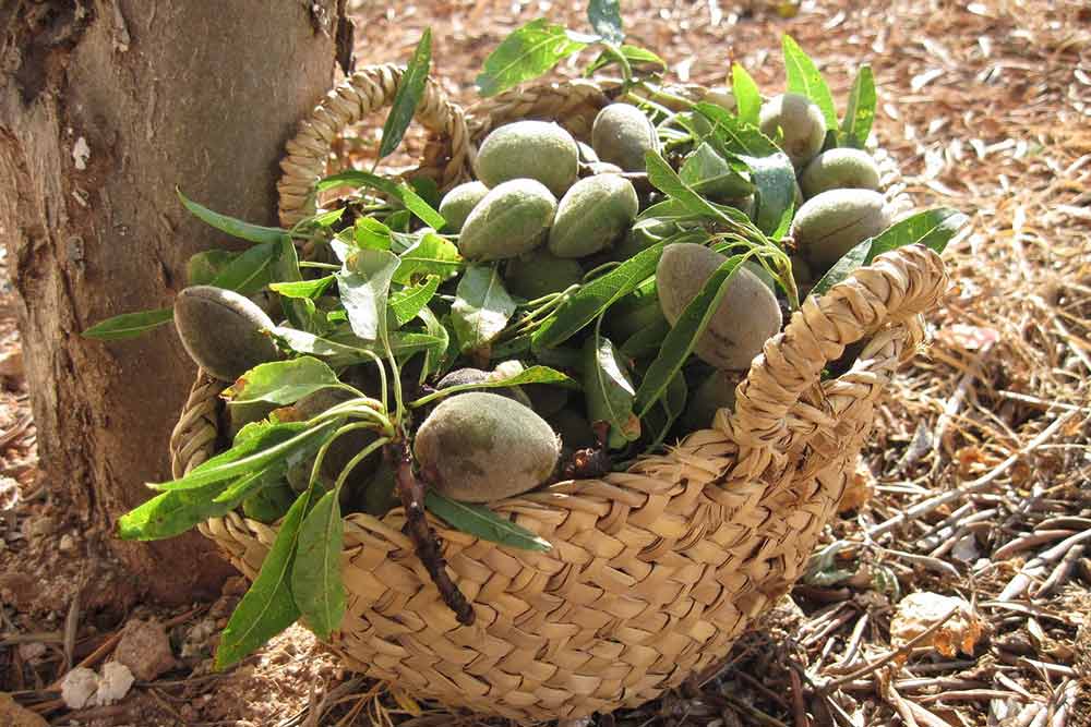 La jolie coque verte qui recouvre les amandes.