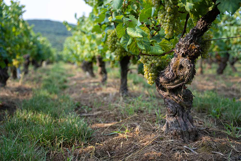 Des vignes traitées comme il se doit.