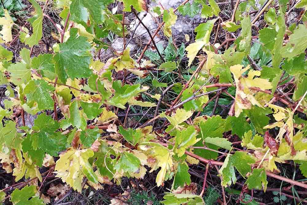 Ces vignes semblent anodines. Pourtant, ce sont les témoins vivant de la vigne avant sa domestication par l’homme.