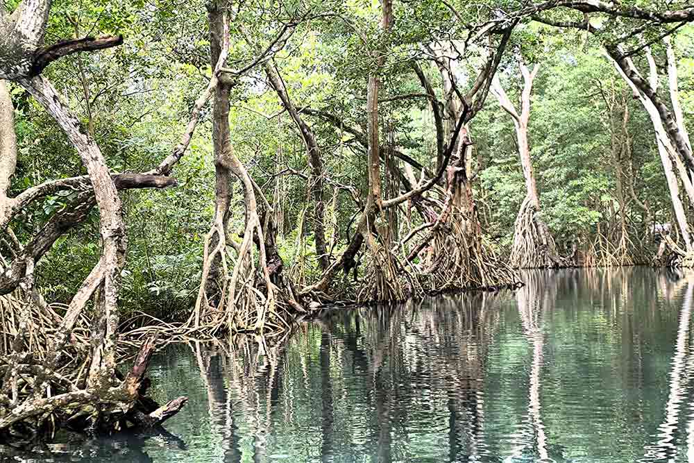 République Dominicaine - Une magnifique mangrove.