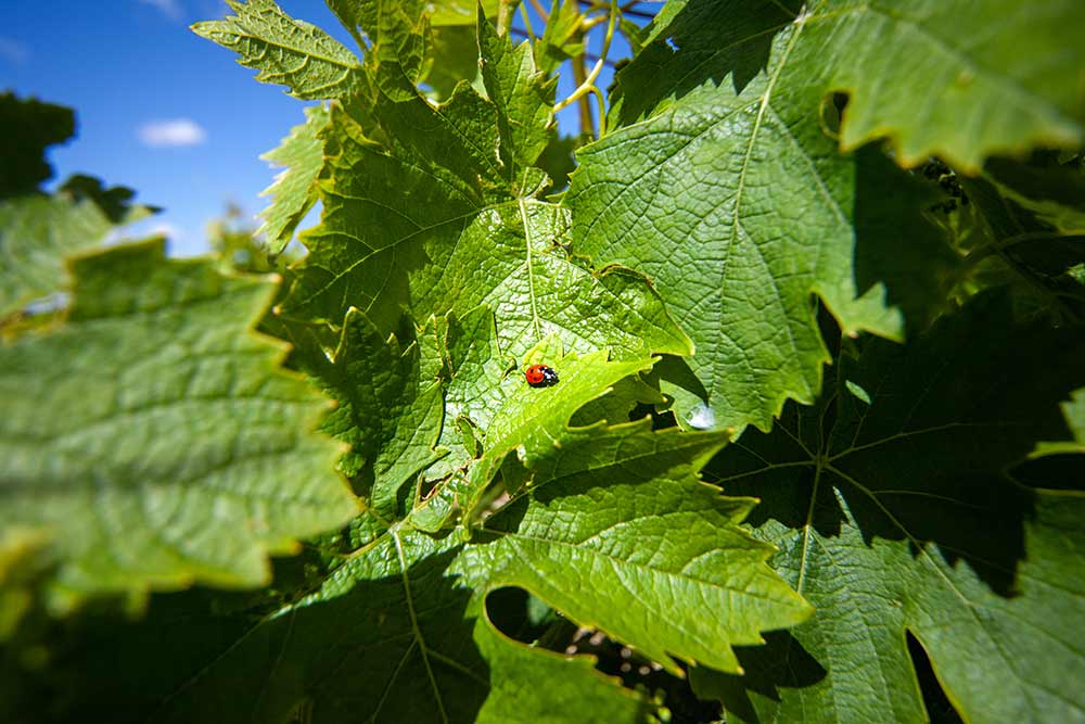 Feuilles de vigne dans le vignoble.