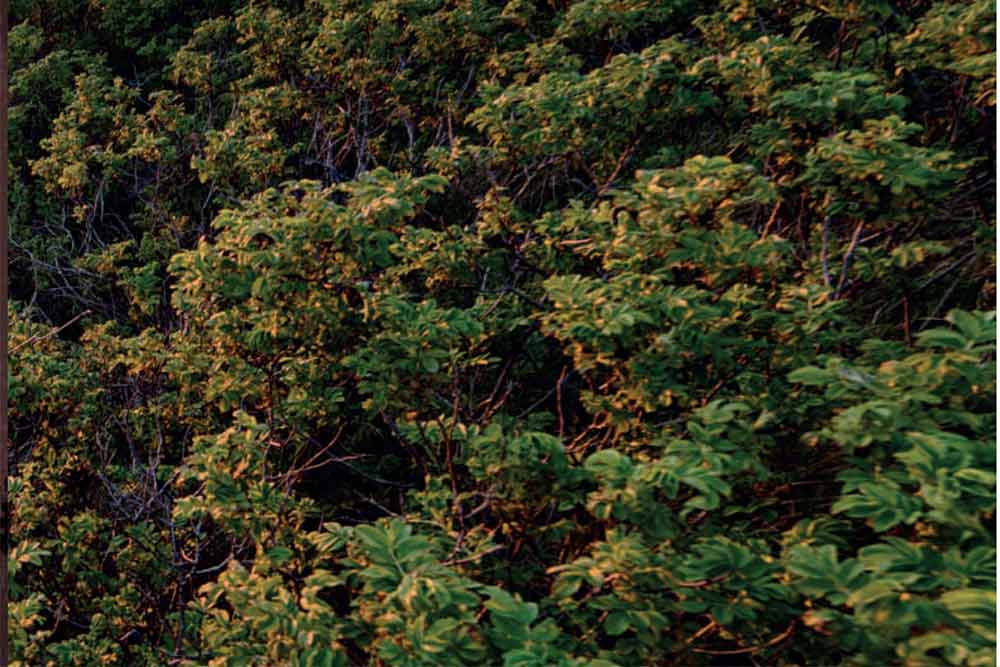 Une forêt tropicale bienfaitrice.