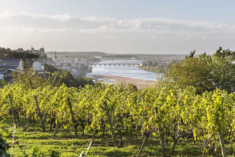 Une région propice à la vigne.