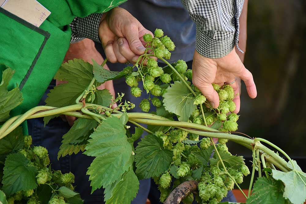 Bière - Vigne de houblon.