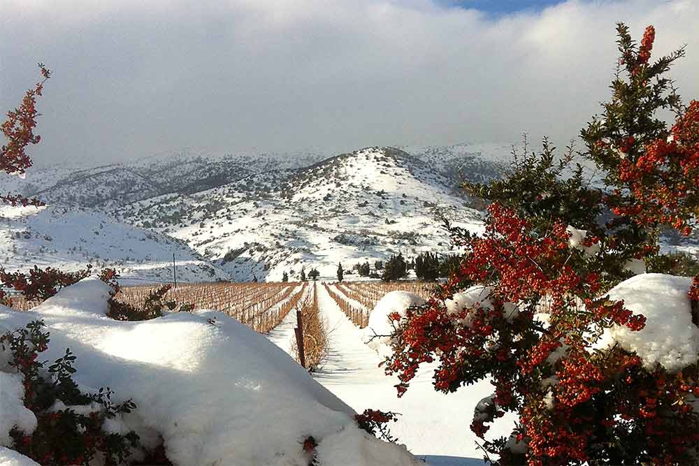 Château Kefraya - Vignes sous la neige