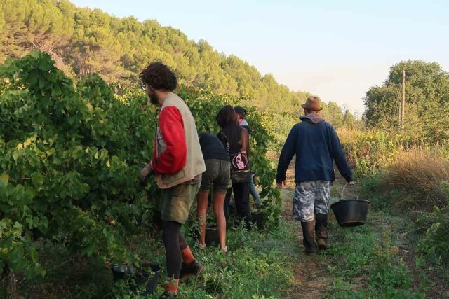 Lot De 12 Décorations Comestibles Pour Gâteaux Motif Willy